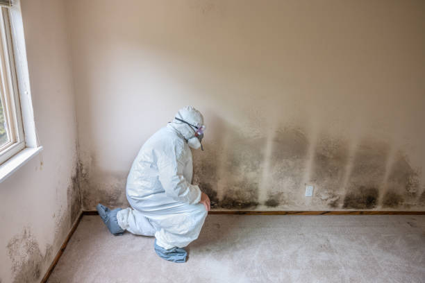 Home Mold Removal in Siler City, NC